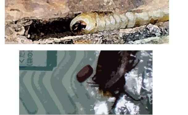 私の蟲姦遊び 第11話 妊娠中にカミキリ虫の幼虫とゴキブリの卵編 全編6